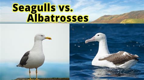 are seagulls similar to albatross